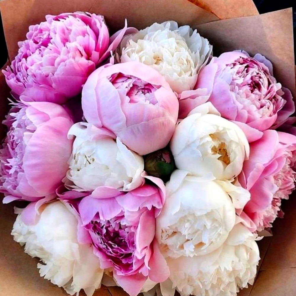 Meet your Posher, Tiana